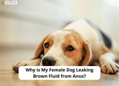 why is my dog leaking fluid|Female Dog Leaking Clear Fluid: Causes and Solutions